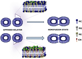 Graphical abstract: Membrane cholesterol regulates the oligomerization and fusogenicity of SARS-CoV fusion peptide: implications in viral entry