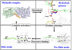 Graphical abstract: Processive binding mechanism of Cel9G from Clostridium cellulovorans: molecular dynamics and free energy landscape investigations