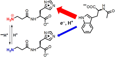 Graphical abstract: Reduction of transient carnosine radicals depends on β-alanyl amino group charge