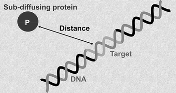 Graphical abstract: Theoretical insights into the full description of DNA target search by subdiffusing proteins
