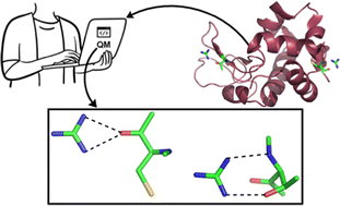 Graphical abstract: Guanidinium–amino acid hydrogen-bonding interactions in protein crystal structures: implications for guanidinium-induced protein denaturation