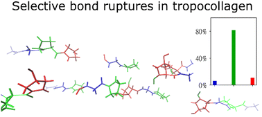 Graphical abstract: Chemical bonds in collagen rupture selectively under tensile stress