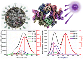 Graphical abstract: Understanding the interaction of nucleotides with UVC light: an insight from quantum chemical calculation-based findings