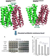 Graphical abstract: Enhanced internal ionic interaction of MFS efflux pump MdfA contributes to its elevated antibiotic export