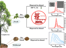 Graphical abstract: Searching for the true origin of the red fluorescence of leaf-derived carbon dots