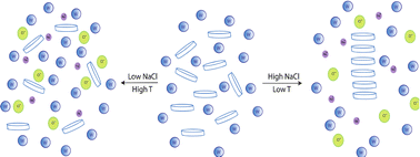 Graphical abstract: Influence of salt and temperature on the self-assembly of cyclic peptides in water: a molecular dynamics study