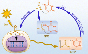 Graphical abstract: Mechanisms and energetics for hydrogen abstraction of thymine photosensitized by benzophenone from theoretical principles