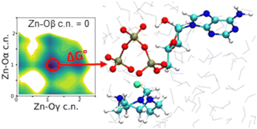 Graphical abstract: Modeling of minimal systems based on ATP-Zn coordination for chemically fueled self-assembly