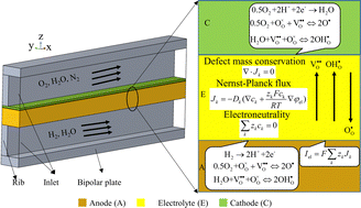 Graphical abstract: Three-dimensional multiphysics coupling numerical simulation of a proton conductor solid oxide fuel cell based on multi-defect transport