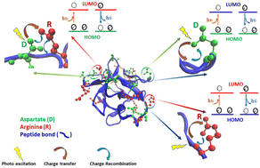 Graphical abstract: Protein charge transfer spectra in a monomeric protein with no lysine