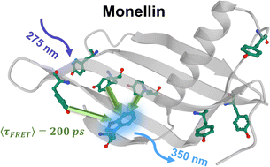 Graphical abstract: Ultrafast Förster resonance energy transfer from tyrosine to tryptophan in monellin: potential intrinsic spectroscopic ruler