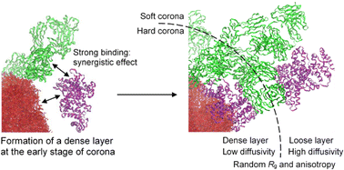 Graphical abstract: Differences in protein distribution, conformation, and dynamics in hard and soft coronas: dependence on protein and particle electrostatics