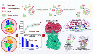 Graphical abstract: Molecular dynamic simulations identifying the mechanism of holoenzyme formation by O-GlcNAc transferase and active p38α