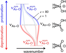 Graphical abstract: Evolution of vibrational bands upon gradual protonation/deprotonation of arsinic acid H2As(O)OH in media of different polarity