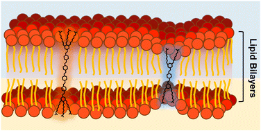 Graphical abstract: Membrane-intercalating conjugated oligoelectrolytes