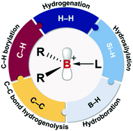 Graphical abstract: Recent advances in borenium catalysis