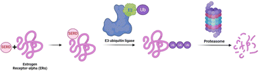 Graphical abstract: SERDs: a case study in targeted protein degradation