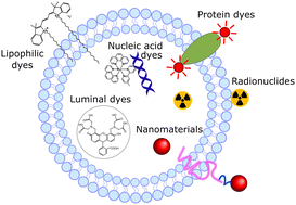 Graphical abstract: Fluorescent, phosphorescent, magnetic resonance contrast and radioactive tracer labelling of extracellular vesicles