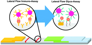 Graphical abstract: Glycosylated gold nanoparticles in point of care diagnostics: from aggregation to lateral flow