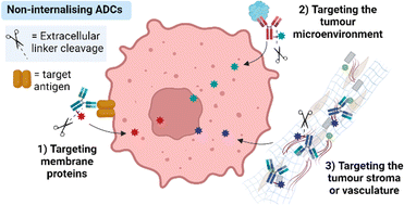 Graphical abstract: Non-internalising antibody–drug conjugates