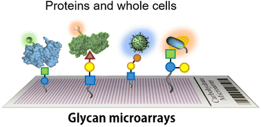Graphical abstract: Glycan microarrays from construction to applications