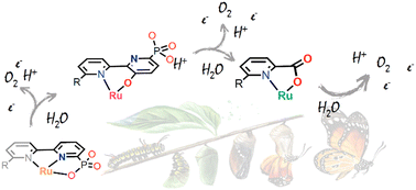 Graphical abstract: Metamorphic oxygen-evolving molecular Ru and Ir catalysts