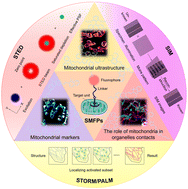 Graphical abstract: Small-molecule fluorogenic probes for mitochondrial nanoscale imaging