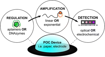 Graphical abstract: Functional nucleic acid biosensors utilizing rolling circle amplification