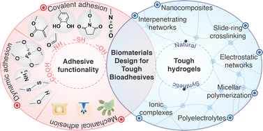 Graphical abstract: Bio-macromolecular design roadmap towards tough bioadhesives