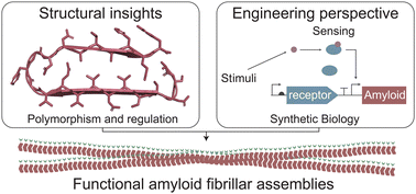 Graphical abstract: Rational design of functional amyloid fibrillar assemblies