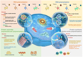 Graphical abstract: Polymerization in living organisms