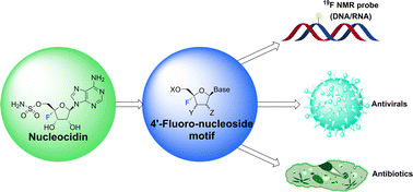 Graphical abstract: 4′-Fluoro-nucleosides and nucleotides: from nucleocidin to an emerging class of therapeutics