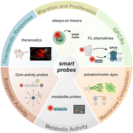 Graphical abstract: Smart probes for optical imaging of T cells and screening of anti-cancer immunotherapies