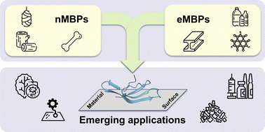 Graphical abstract: Material-specific binding peptides empower sustainable innovations in plant health, biocatalysis, medicine and microplastic quantification