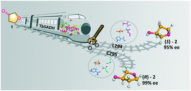 Graphical abstract: Unraveling the mechanism of enantio-controlling switches of an alcohol dehydrogenase toward sterically small ketone