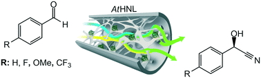 Graphical abstract: Continuous flow for enantioselective cyanohydrin synthesis