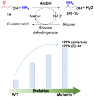 Graphical abstract: Engineering the activity of amine dehydrogenase in the asymmetric reductive amination of hydroxyl ketones