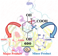 Graphical abstract: Decoding regioselective reaction mechanism of gentisic acid catalyzed by the gentisate 1,2-dioxygenase enzyme