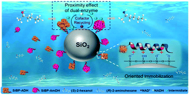 Graphical abstract: Cascade chiral amine synthesis catalyzed by site-specifically co-immobilized alcohol and amine dehydrogenases