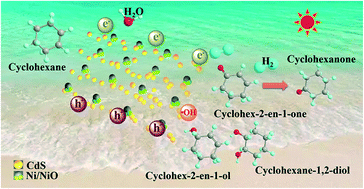 Graphical abstract: Selective photocatalytic oxidation of cyclohexene coupled with hydrogen evolution from water splitting over Ni/NiO/CdS and mechanism insight
