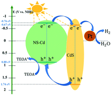 Graphical abstract: In situ grown CdS on 2D Cd-based porphyrin MOFs enhances the significant separation and transfer of charge carriers with an appropriate heterojunction during photocatalytic hydrogen evolution