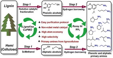 Graphical abstract: Primary amines from lignocellulose by direct amination of alcohol intermediates, catalyzed by RANEY® Ni