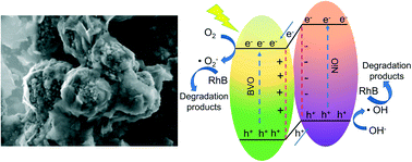 Graphical abstract: Thin p-type NiO nanosheet modified peanut-shaped monoclinic BiVO4 for enhanced charge separation and photocatalytic activities