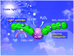 Graphical abstract: A biomimetic all-inorganic photocatalyst for the artificial photosynthesis of hydrogen peroxide