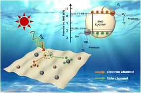 Graphical abstract: Construction of a Bi2MoO6/CoOx/Au system with a dual-channel charge transfer path for enhanced tetracycline degradation