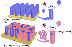 Graphical abstract: Vertically aligned Fe2TiO5 nanorods and coupling of NiMoO4/CoMoO4 as a hole-transfer cocatalyst for enhancing photoelectrochemical water oxidation performance