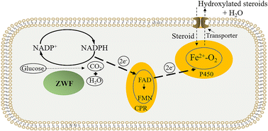 Graphical abstract: Identification of a novel cytochrome P450 17A1 enzyme and its molecular engineering