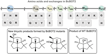 Graphical abstract: Rational reprogramming of the sesquiterpene synthase BcBOT2 yields new terpenes with presilphiperfolane skeleton