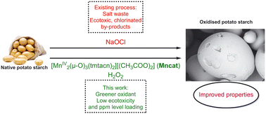 Graphical abstract: Benign catalytic oxidation of potato starch using a homogeneous binuclear manganese catalyst and hydrogen peroxide