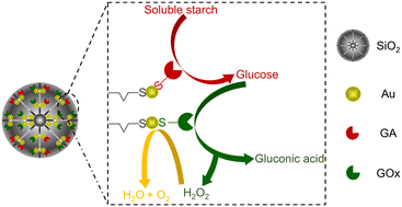 Graphical abstract: Efficient cascade conversion of starch to gluconic acid by a chemoenzymatic system with co-immobilized Au nanoparticles and enzymes